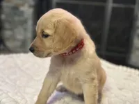 Mr. Red, a male Golden Retriever for sale in Kissimmee, FL – Photo 2 of 6