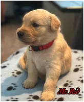 Mr. Red, a male Golden Retriever for sale in Kissimmee, FL – Photo 6 of 6