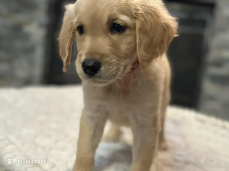 Mr. Red, a male Golden Retriever for sale in Kissimmee, FL – Photo 1 of 6