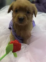 Ms. Purple, a female Golden Retriever for sale in Kissimmee, FL – Photo 1 of 4