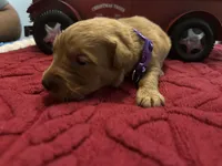 Ms. Purple, a female Golden Retriever for sale in Kissimmee, FL – Photo 4 of 4
