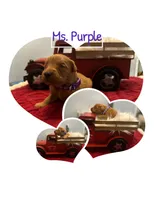 Ms. Purple, a female Golden Retriever for sale in Kissimmee, FL – Photo 3 of 4