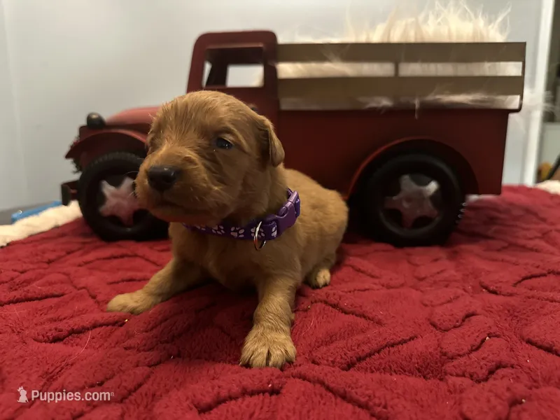 Ms. Purple – Golden Retriever puppy for sale in Kissimmee, FL