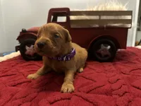 Ms. Purple, a female Golden Retriever for sale in Kissimmee, FL – Photo 2 of 4