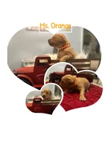 Ms. Orange, a female Golden Retriever for sale in Kissimmee, FL – Photo 5 of 6