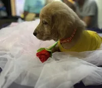 Ms. Orange, a female Golden Retriever for sale in Kissimmee, FL – Photo 1 of 6