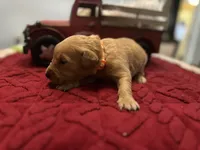 Ms. Orange, a female Golden Retriever for sale in Kissimmee, FL – Photo 6 of 6