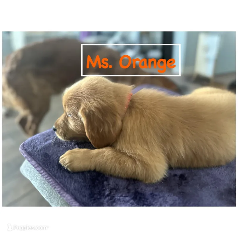 Ms. Orange