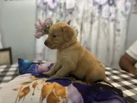 Ms. Orange, a female Golden Retriever for sale in Kissimmee, FL – Photo 4 of 6