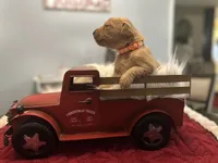 Ms. Orange, a female Golden Retriever for sale in Kissimmee, FL – Photo 3 of 6