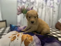 Ms. Orange, a female Golden Retriever for sale in Kissimmee, FL – Photo 2 of 6