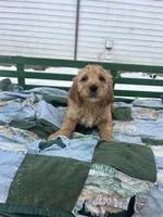 processed/afa9cca2-5d85-45ac-b590-9919e8bcaf2d/listing/b1fc1b9e-3b1a-4704-9919-83ffff22483a/a3dee8cd-417b-459c-a29a-cdc479a2e746