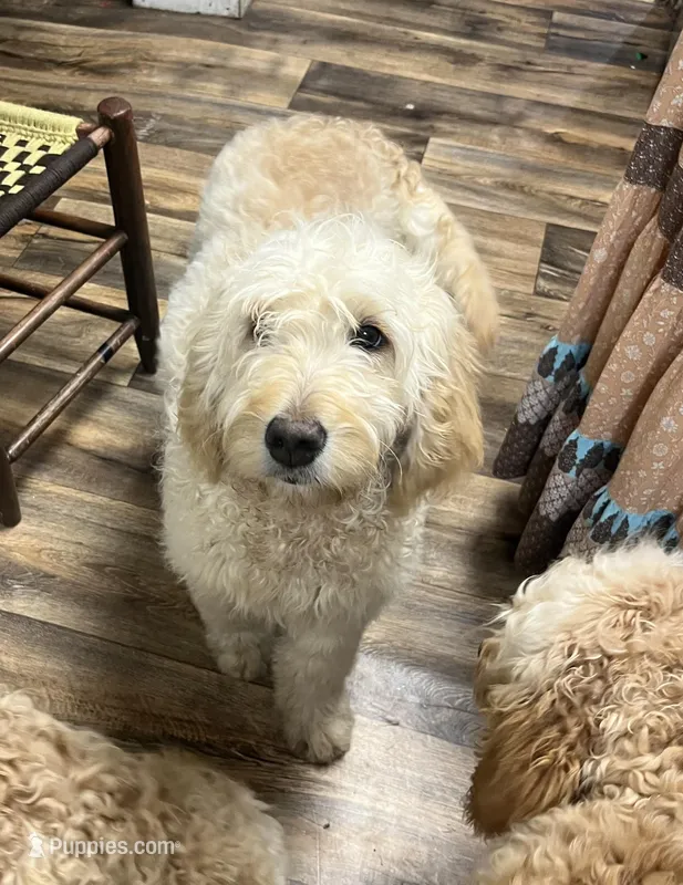Adella, a female Goldendoodle for sale in Portageville, NY – Photo 1 of 3