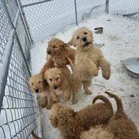 Adella, a female Goldendoodle for sale in Portageville, NY – Photo 3 of 3