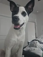 Finn, a male Rat Terrier and Black Mouth Cur for sale in Winter Haven, FL – Photo 2 of 5