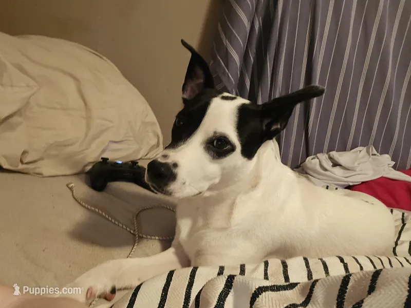 Finn – Rat Terrier, Black Mouth Cur puppy for sale in Winter Haven, FL