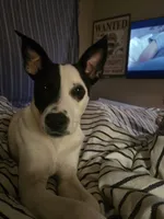 Finn, a male Rat Terrier and Black Mouth Cur for sale in Winter Haven, FL – Photo 5 of 5