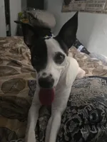 Finn, a male Rat Terrier and Black Mouth Cur for sale in Winter Haven, FL – Photo 4 of 5