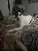 Finn, a male Rat Terrier and Black Mouth Cur for sale in Winter Haven, FL – Photo 3 of 5