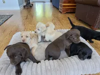 AKC Labrador Retriever, Madison, a female Labrador Retriever for sale in Orange, VA – 5 of 6
