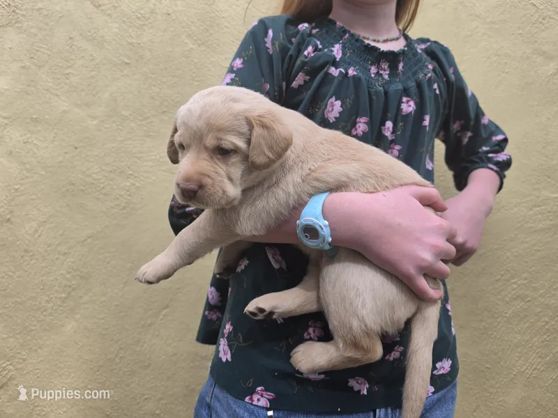 AKC Labrador Retriever, Mario – Labrador Retriever puppy for sale in Orange, VA