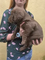 AKC Labrador Retriever, Choco, a male Labrador Retriever for sale in Orange, VA – 4 of 9