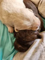 AKC Labrador Retriever, Duke, a male Labrador Retriever for sale in Orange, VA – 5 of 10