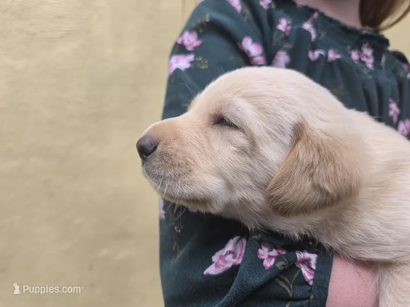 AKC Labrador Retriever, Bronco – Labrador Retriever puppy for sale in Orange, VA