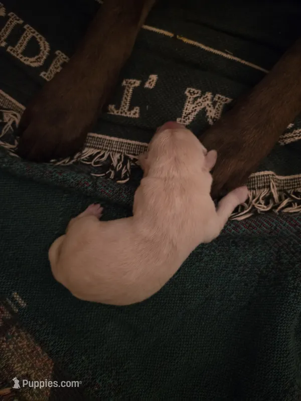 AKC Labrador Retriever, Bronco – Labrador Retriever puppy for sale in Orange, VA