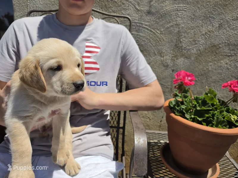 AKC Labrador Retriever, Duke – Labrador Retriever puppy for sale in Orange, VA