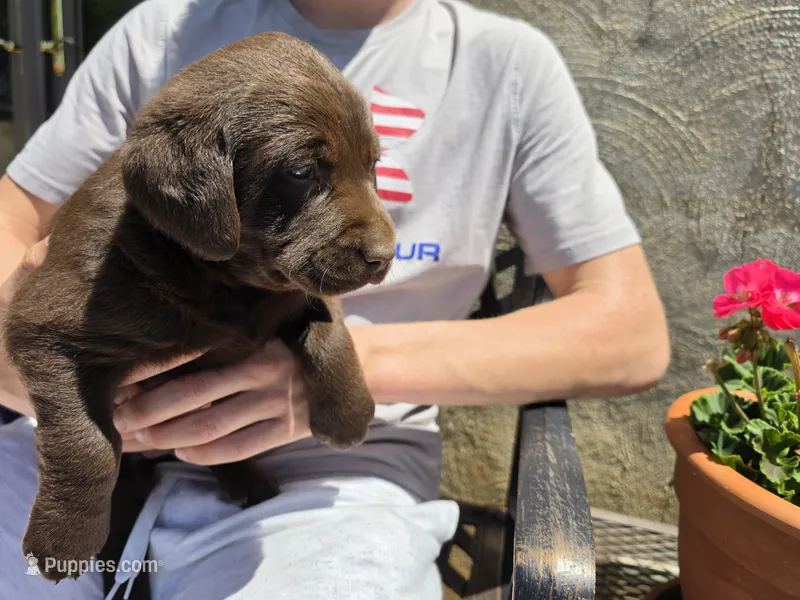 AKC Labrador Retriever, Truffle – Labrador Retriever puppy for sale in Orange, VA