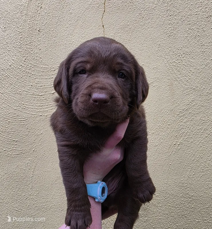 AKC Labrador Retriever, Choco – Labrador Retriever puppy for sale in Orange, VA