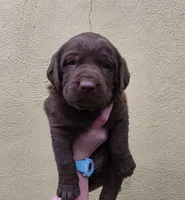 AKC Labrador Retriever, a male Labrador Retriever for sale in Orange, VA – 2 of 10