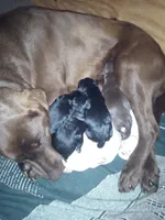 AKC Labrador Retriever, Duke, a male Labrador Retriever for sale in Orange, VA – 3 of 10