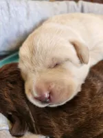 AKC Labrador Retriever, Duke, a male Labrador Retriever for sale in Orange, VA – 6 of 10