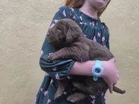 AKC Labrador Retriever, Choco, a male Labrador Retriever for sale in Orange, VA – 2 of 9