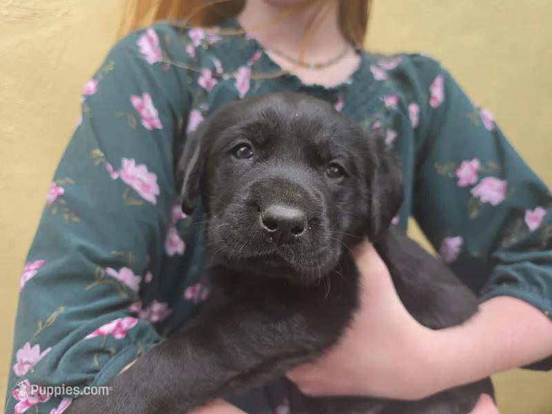 AKC Labrador Retriever, Sam  – Labrador Retriever puppy for sale in Orange, VA