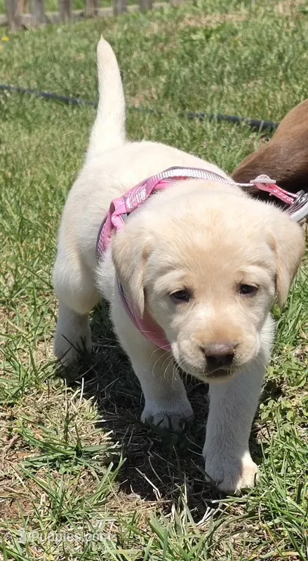 AKC Labrador Retriever, Madison – Labrador Retriever puppy on hold in Orange, VA