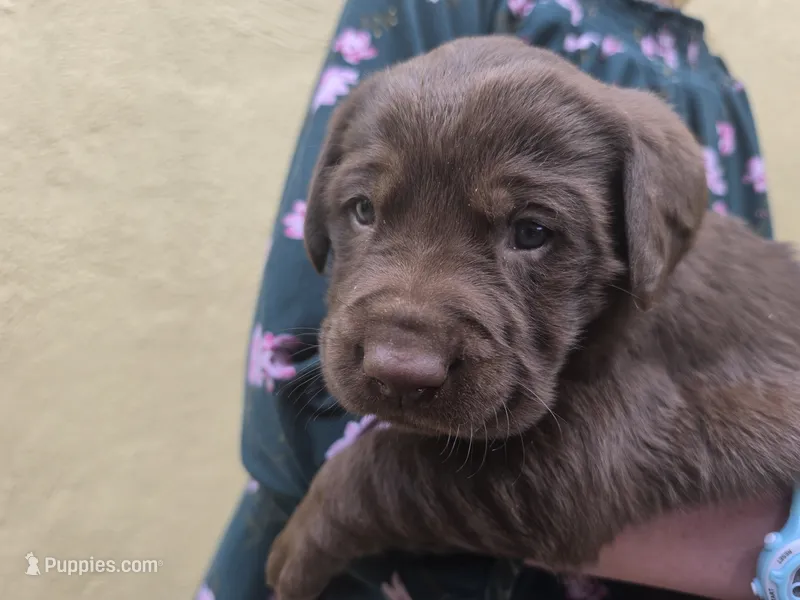 AKC Labrador Retriever, Truffle, a male Labrador Retriever for sale in Orange, VA – 1 of 10