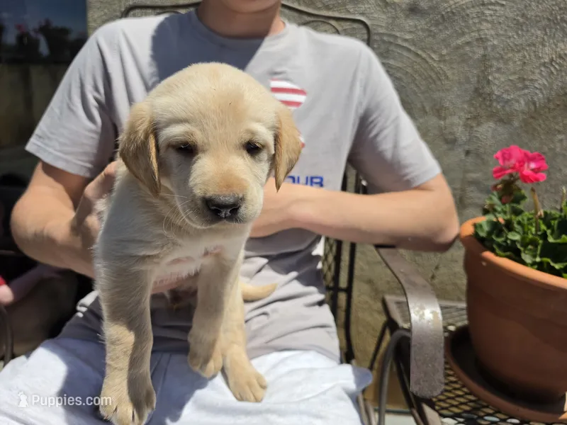 AKC Labrador Retriever, Bronco – Labrador Retriever puppy for sale in Orange, VA