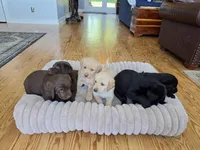 AKC Labrador Retriever, a male Labrador Retriever for sale in Orange, VA – 2 of 9