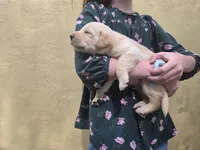 AKC Labrador Retriever, Bronco, a male Labrador Retriever for sale in Orange, VA – 2 of 10