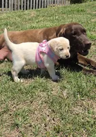 AKC Labrador Retriever, Madison, a female Labrador Retriever for sale in Orange, VA – 2 of 6
