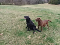 AKC Labrador Retriever, Choco, a male Labrador Retriever for sale in Orange, VA – 6 of 9