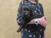 AKC Labrador Retriever, Angel, a female Labrador Retriever for sale in Orange, VA – 3 of 10