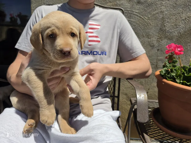 AKC Labrador Retriever, Mario – Labrador Retriever puppy for sale in Orange, VA