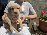 AKC Labrador Retriever, a male Labrador Retriever for sale in Orange, VA – 1 of 9