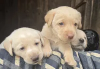 AKC Labrador Retriever, Bronco, a male Labrador Retriever for sale in Orange, VA – 6 of 10