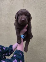 AKC Labrador Retriever, Choco, a male Labrador Retriever for sale in Orange, VA – 1 of 9