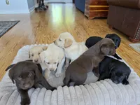 AKC Labrador Retriever, Madison, a female Labrador Retriever for sale in Orange, VA – 4 of 6